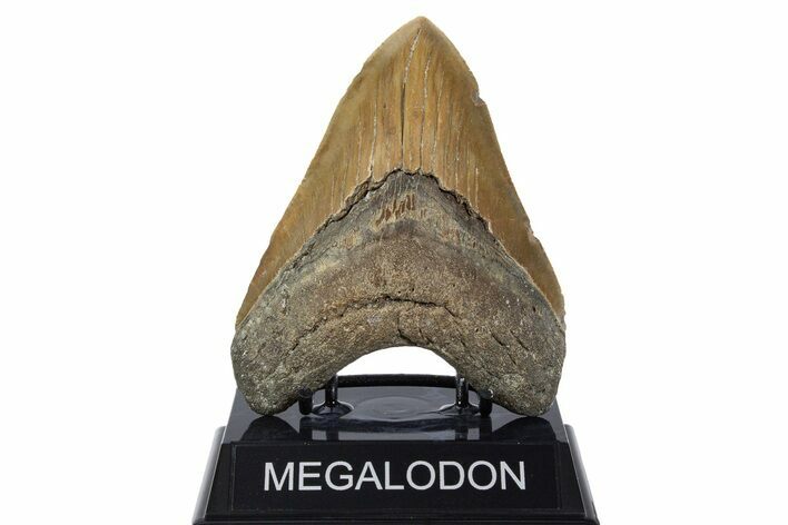 Serrated, Fossil Megalodon Tooth - North Carolina #346318